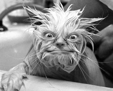 A macskám fürcsi után !