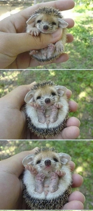 Napi cukiság - sünike