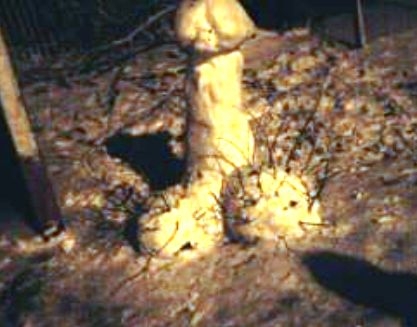 Az idei tél első havából készült alkotás !