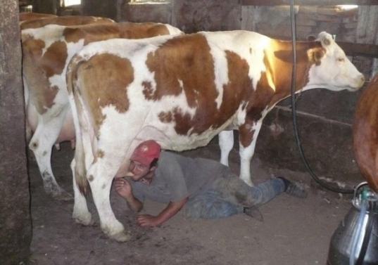 Friss tejre vágyott . . .