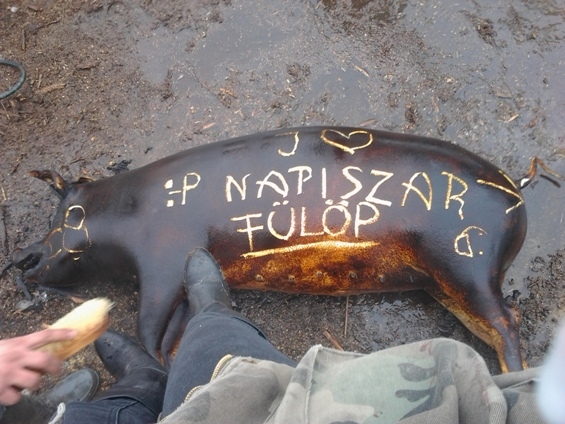 Ilyen egy fülöpi disznóvágás🙂