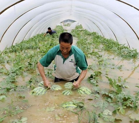 Ültess vízidinnyét 