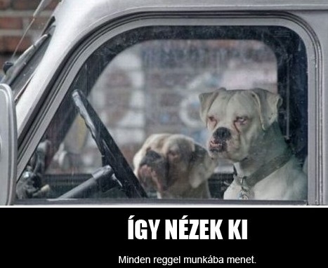 Minden reggel . . . 🙁