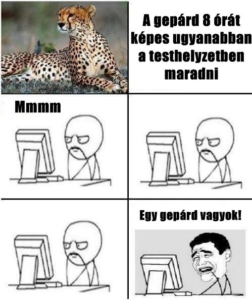 Te is egy gepárd vagy ?!