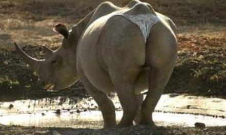 Tanga mánia - mindenhol hódít