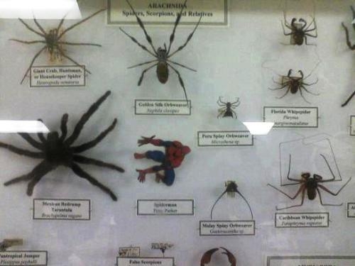 A pókember sem úszta meg