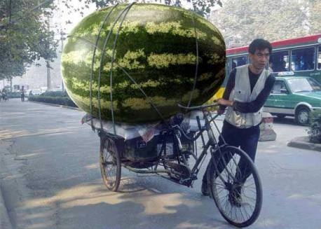 Azt mondják az idei termés átlagon felüli lesz