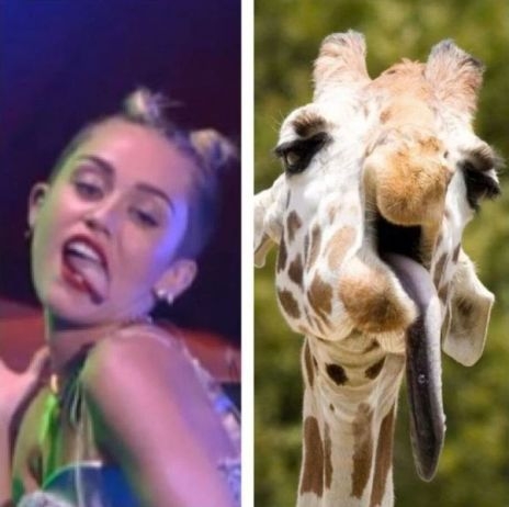 Ikertornyok - Miley Cyrus