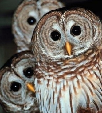 Így néznek rám a haverok szombat este...