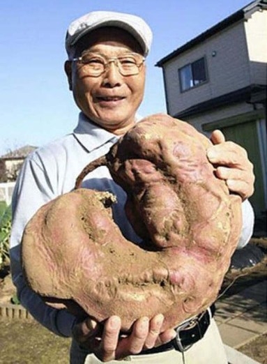 Mutáns zöldségek teremnek a Fukusimai nukleáris katasztrófa környékén