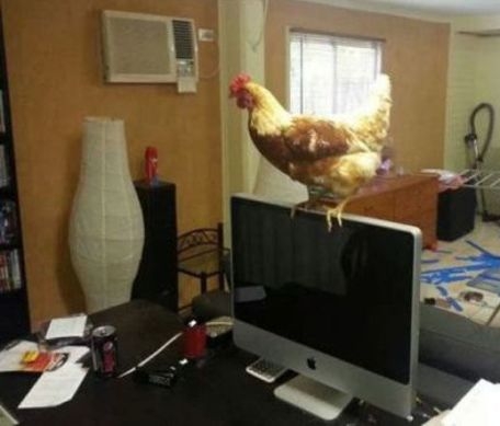 QQriku ébresztő . . .