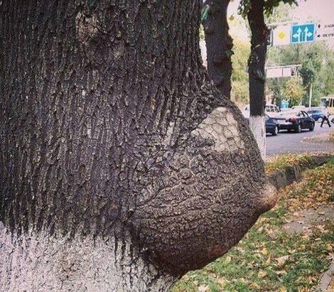 Vicces kedvű természet