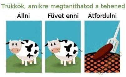 Így gondozd a tehened...