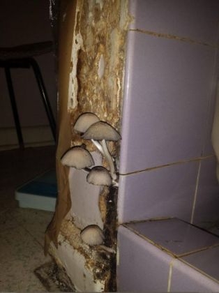 Lakás kiadó, felújított fürdővel