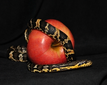 Péntek esti tennivaló