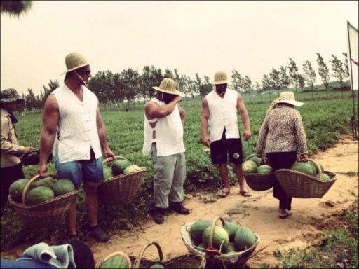 Meglepi a dinnyeföldön