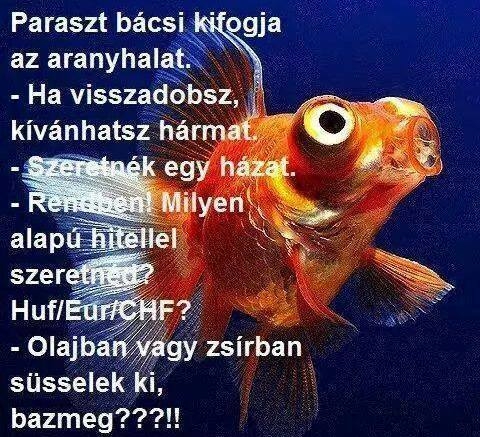 Már az aranyhal sem a régi 🙁