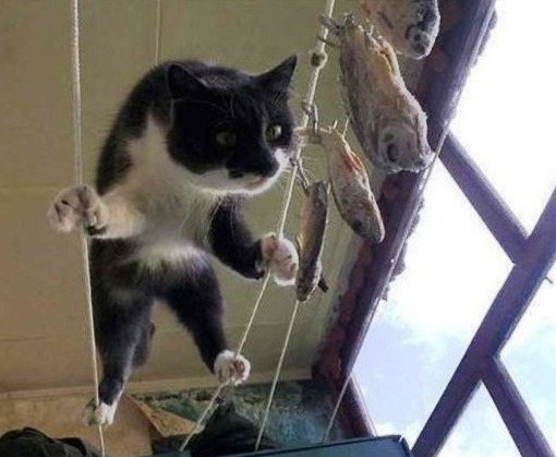 Ma halat eszek ebédre...