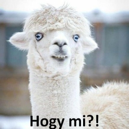 Disznóólban nevelte öt gyerekét egy tatai házaspár