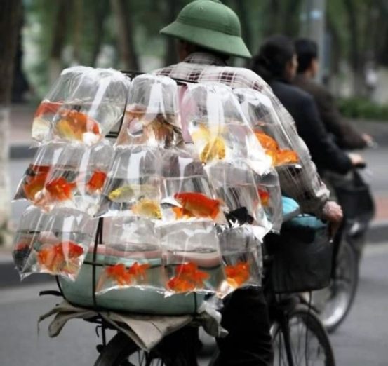 Mobil aranyhal árus