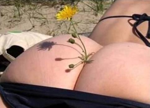 Kis növényhatározó