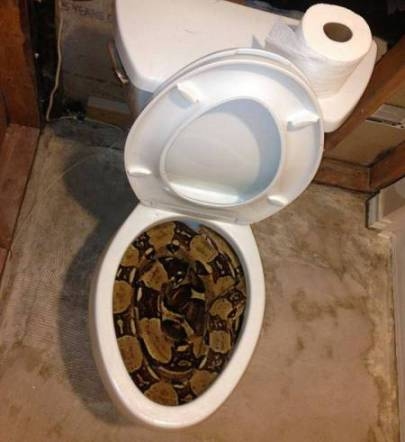 Mikor a kávé után futnál a trónra