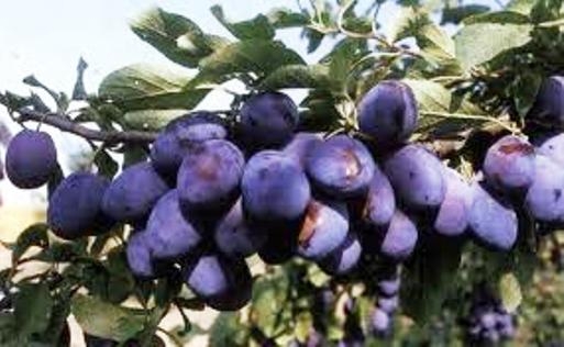 Néha megeszem a pálinkát nyersen is...