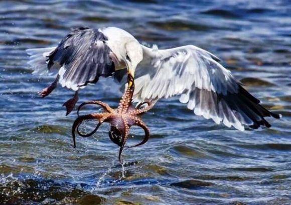 A mai menü - Fokhagymás polip roston sütve