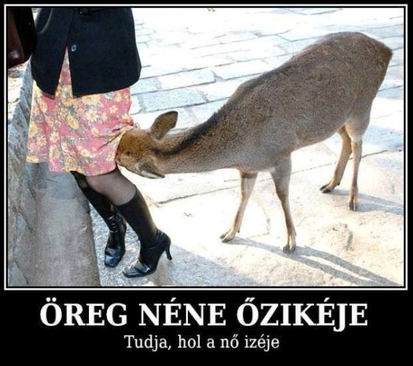 Vérszagra gyűl az éji vad