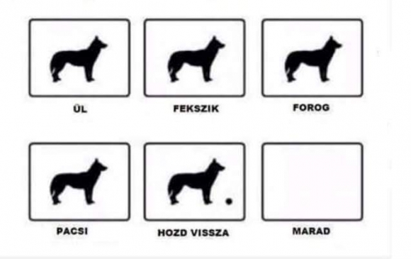 Trükkök, amiket a kutyámnak tanítottam