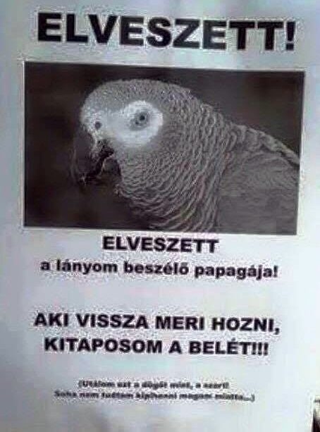 Eltűnt, de nem bánja