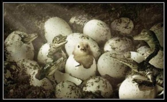 Az élet nem habostorta