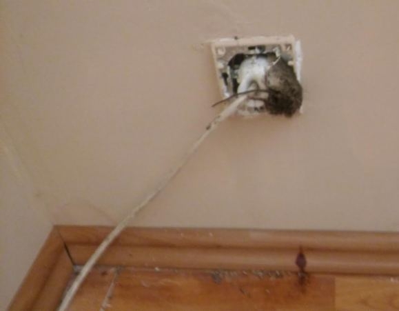 Jerry azt hitte ért a villanyszereléshez...