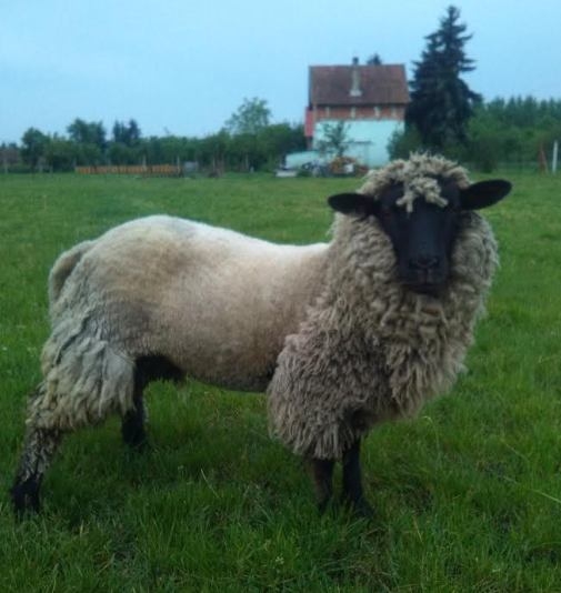 Oroszlánbőrbe bújt bárány