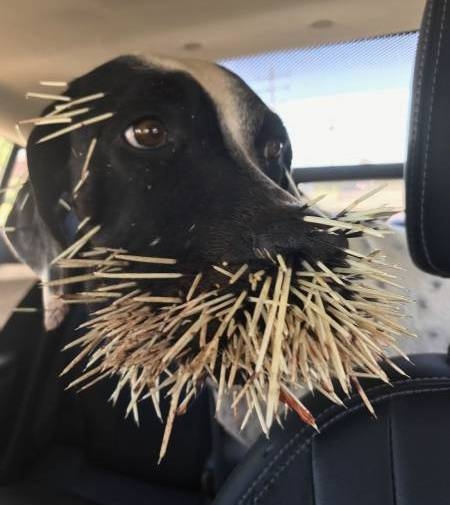 Fájdalmas találkozás lehetett 🙁