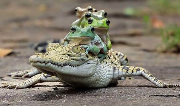 Definíció - tömegközlekedés