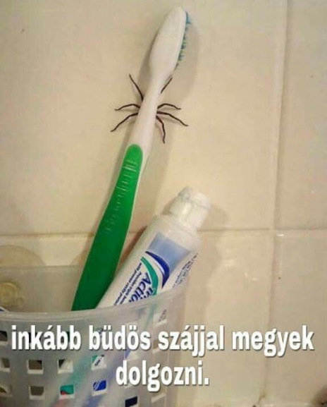 Ma reggel úgy döntöttem, hogy...