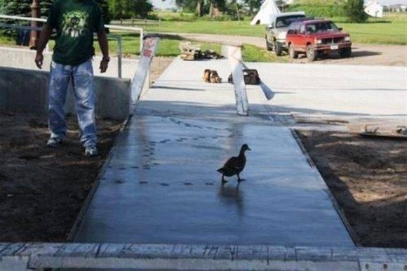 Így lett aztán aznap, kacsasült