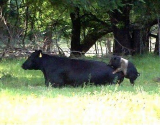 A bátor kismalac története