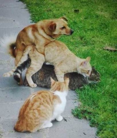 Definíció - édeshármas