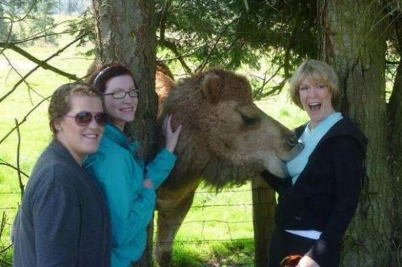 Nesze, egy csecsen teve