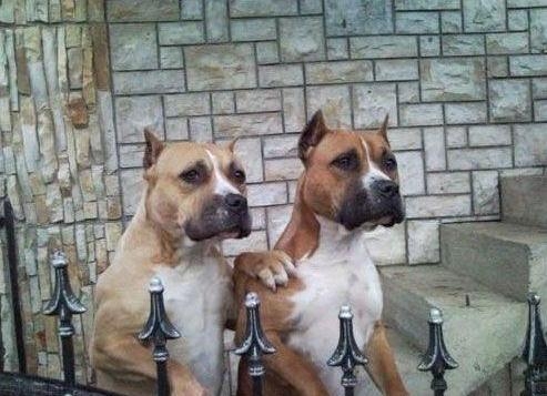 Ne bánkodj tesó...