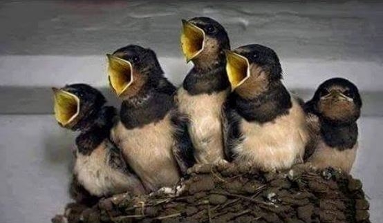 Bálint nap margójára