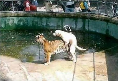 Buksi a bátorságpróba utolsó állomásán