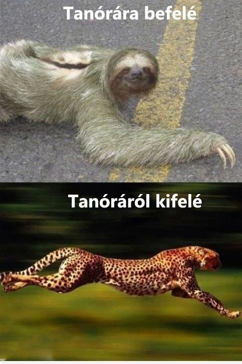 Gondolom többeknek ismerős