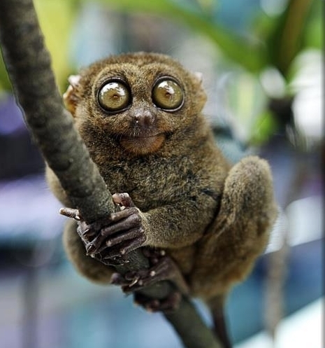 Maki most tudta meg, hogy banán lesz vacsira