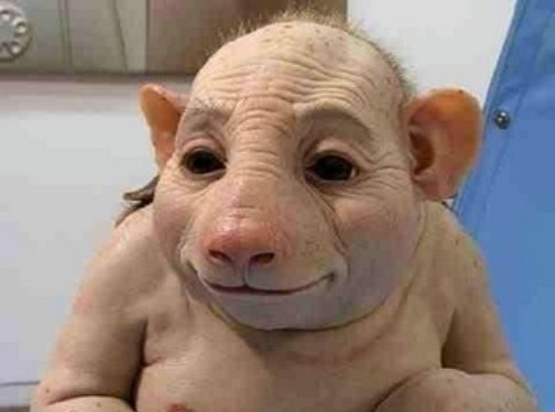 Info sertésinfluenzával kapcsolatban