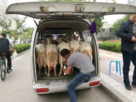 Házhoz jött a valódi, friss házi tej...