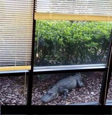 Csak egy átlagos reggel Floridában