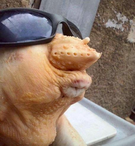 Napi csücsörítős